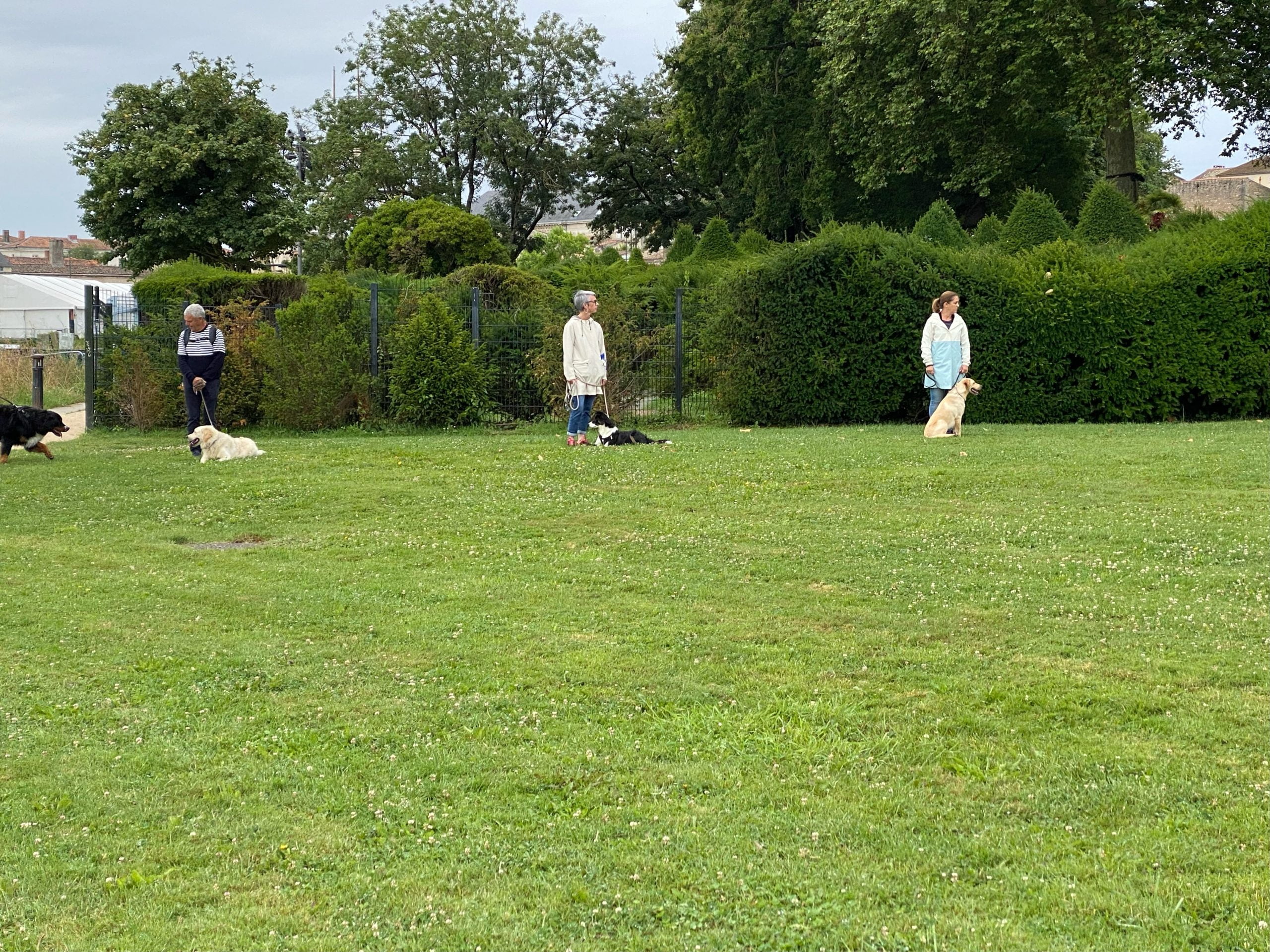 cours dressage collectifs à Rochefort